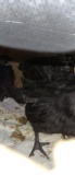 4 Ayam Cemani Chicks - 6 Wks Old