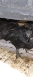 4 Ayam Cemani Chicks - 6 Wks Old