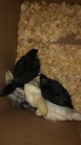 5 Easter Egger Chicks