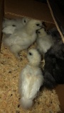 5 Silkie Chicks