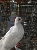 Unsexed Pigeon