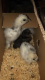 4 Silkie Chicks