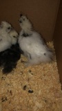 5 Silkie Chicks