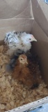 2 Frizzle Chicks & 1 Silky