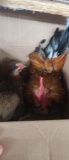 Pair Bantam Chickens