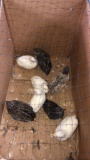 8 Button Quail - 2 M & 6 F