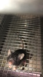 1 Feeder Mouse - Need Container