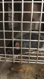 1 Feeder Mouse - Need Container
