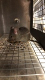 1 Feeder Mouse - Need Container