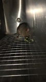 1 Feeder Mouse - Need Container