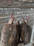 3 Unsexed Chukars W/ Permit