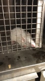1 Feeder Mouse - Need Container