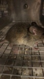 1 Feeder Mouse - Need Container