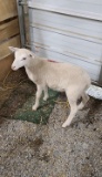 White Katahdin Ram Lamb
