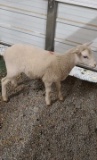 White Katahdin Ram Lamb