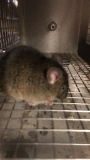 1 Feeder Mouse - Need Container