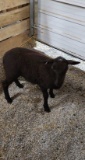 Black Katahdin Ewe Lamb