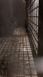 1 Feeder Mouse - Need Container