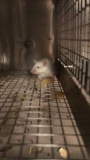 1 Feeder Mouse - Need Container