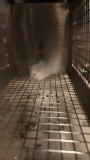 1 Feeder Mouse - Need Container
