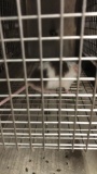 1 Fancy Mouse - Need Container