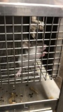 1 Fancy Mouse - Need Container