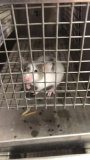 1 Fancy Mouse - Need Container