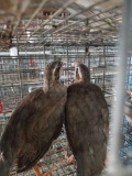 3 Unsexed Chukars W/ Permit