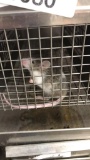 1 Fancy Mouse - Need Container