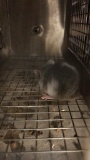 1 Fancy Mouse - Need Container