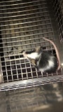 1 Fancy Mouse - Need Container