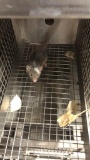 1 Fancy Mouse - Need Container