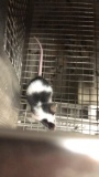1 Fancy Mouse - Need Container