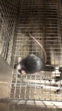 1 Fancy Mouse - Need Container