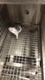 1 Fancy Mouse - Need Container