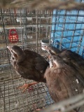 3 Unsexed Chukars W/ Permit