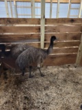 Male Emu