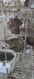 3 Unsexed Chukars W/ Permit