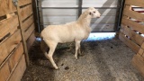 St. Croix Ram