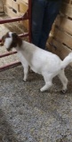 Boer Nanny - 7 Mos Old