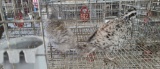 Pair Snowflake Bobwhite Quail W/ Permit