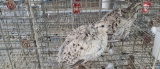 2 Snowflake Bobwhite Quail W/ Permit