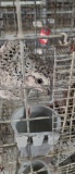 2 Snowflake Bobwhite Quail W/ Permit