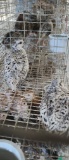2 Snowflake Bobwhite Quail W/ Permit