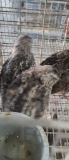 5 Coturnix Quail - 1 Male & 4 Female