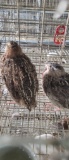 4 Coturnix Quail - 2 Male & 2 Female