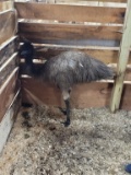 Female Emu