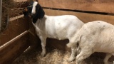 Black Head Boer Wether - 6 Mos Old