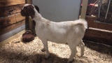 Brown Head Boer Wether - 6 Mos Old