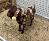 Dappled Boer Billy